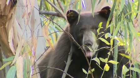 VIDEO: Family stunned by unexpected bear sighting in their yard