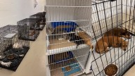 Seminole County Animal Services over capacity due to intakes