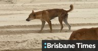 K'gari dingo attack: Boy airlifted to hospital after Coolooloi Creek incident