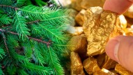 El árbol del que "brota" oro: lo extrae desde el suelo y lo libera por sus hojas