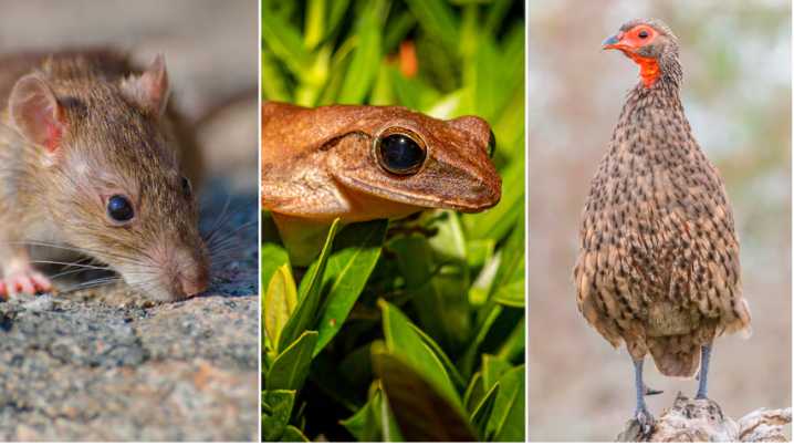 Investigación revela que la actividad humana modificó el tamaño de animales domésticos y salvajes