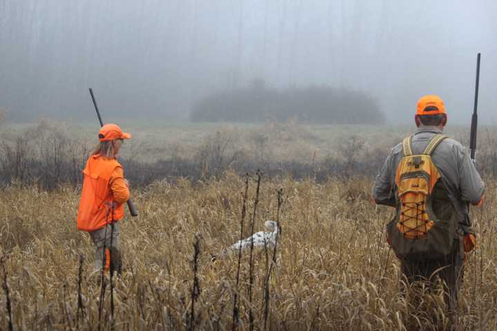 Western Washington pheasant program faces several challenges