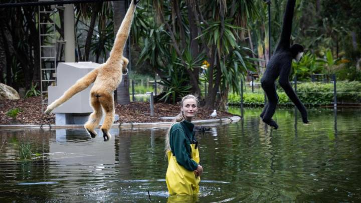 White-cheeked gibbons quickly learn the ropes in new habitat at Perth Zoo