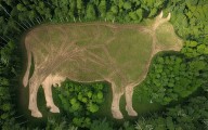 'Carne en Conflicto:' deforestación y riesgo sanitario para México