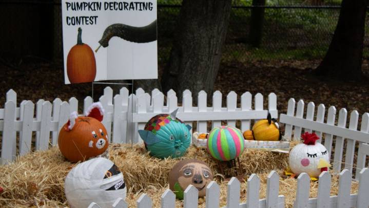 Boo at the Zoo returns to Buttonwood Park with new activities