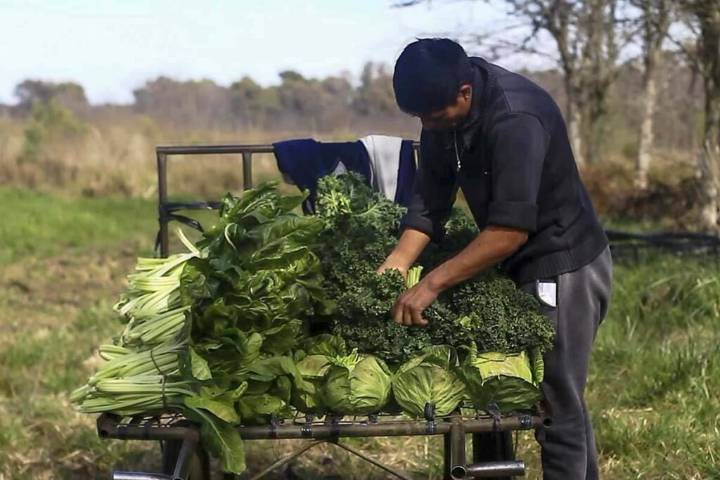 Gestión salteña | Milei prorrogó el decreto que compatibiliza el trabajo rural con el cobro de planes sociales