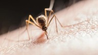 Sonora Entre los Tres Estados con Más Casos de Dengue en México