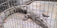 Hallan un cocodrilo de dos metros en un criadero de langostas en Tumbes