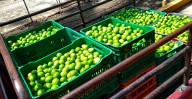 Banda detenida en Apatzingán tenía lista de 21 limoneros extorsionados por 3.5 mdp: FGE