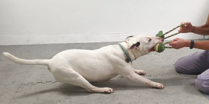 ¿Los perros pueden volverse adictos a sus juguetes?