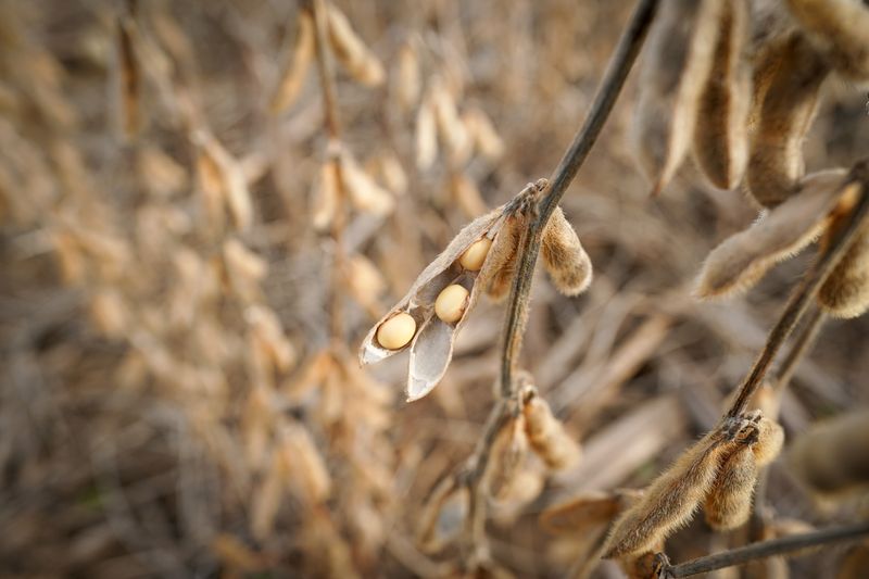 China imports no US soybeans in September for first time in seven years