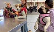 Rescatan en Juárez a más de 500 animales víctimas de maltrato