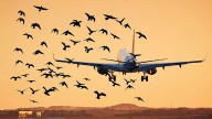 Air India flight from Colombo to Chennai suffers bird hit; return journey cancelled