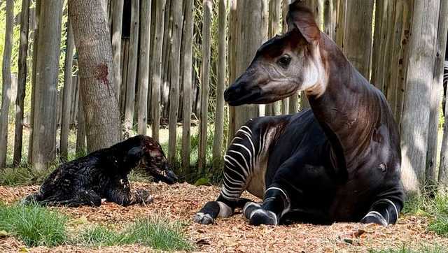 Sacramento Zoo celebrates its first okapi birth