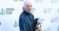 Leonardo DiCaprio Reveals His Last Message to Jane Goodall