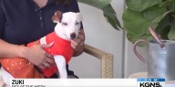 Pet of the Week: Meet Zuki, the deaf 1