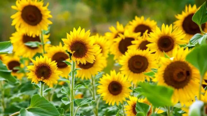 Furor por la siembra de girasol en el agro: “Fue un año excelente en rindes, un año récord en rindes”