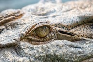 Woman missing after crocodile drags her away in Odisha’s Jajpur
