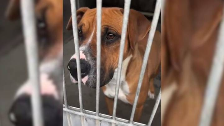 California Rescue Mission Ends In Tears Of Joy For Fearful Dog About To Be Euthanized