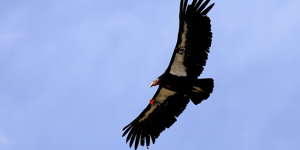 California Condor receives treatment for fractured wing at Oakland Zoo