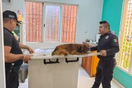 Rescatan a un perro luego de ser atropellado por un vehículo en Tekax
