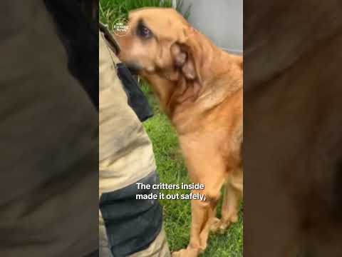 Dog starts house fire after chewing on lithium