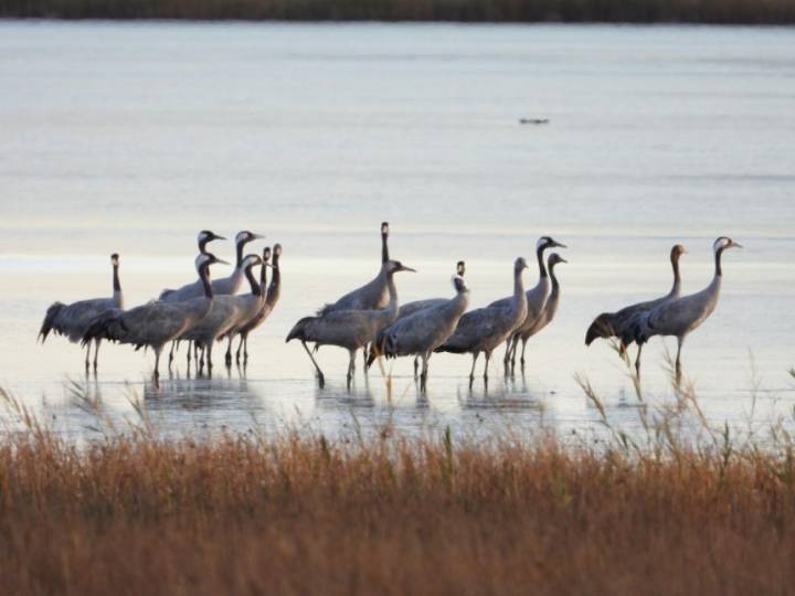 La llegada de las primeras grullas marca el inicio de la temporada en Gallocanta