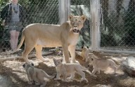 Denver’s new lion cubs are almost ready to meet their fans