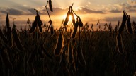 Kansas soybean farmers reeling from trade war