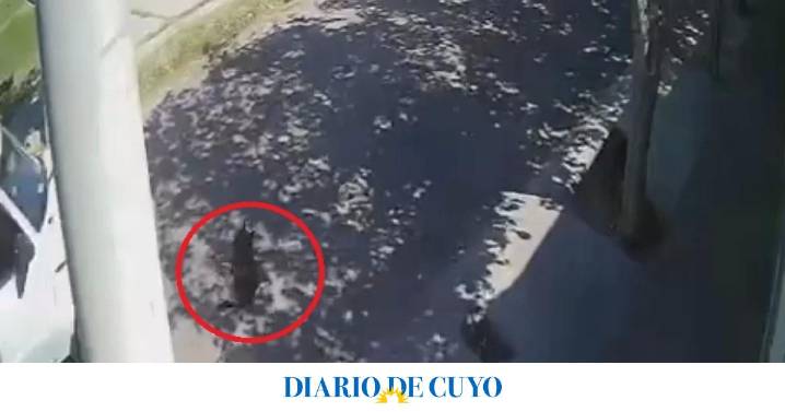 [VIDEO] Enojo por el conductor de una camioneta que atropelló y mató a una perrita callejera