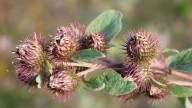 How To Identify And Treat Sticker Weeds In The Fall