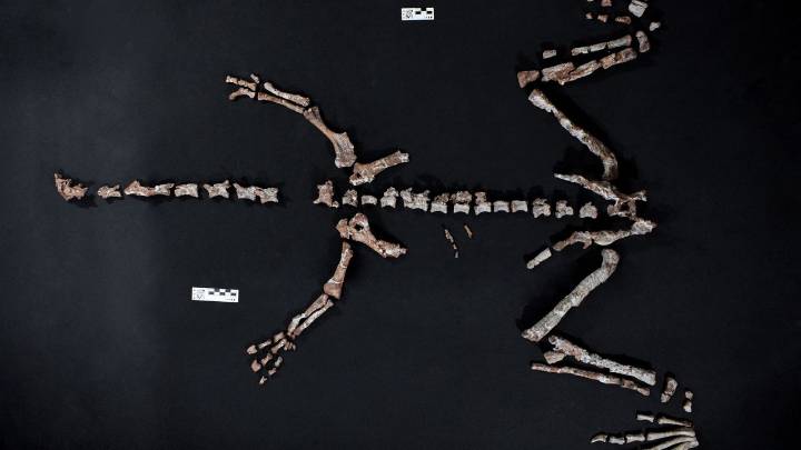 El esqueleto casi completo de uno de los dinosaurios más antiguos del mundo es hallado en una ciudad sudamericana