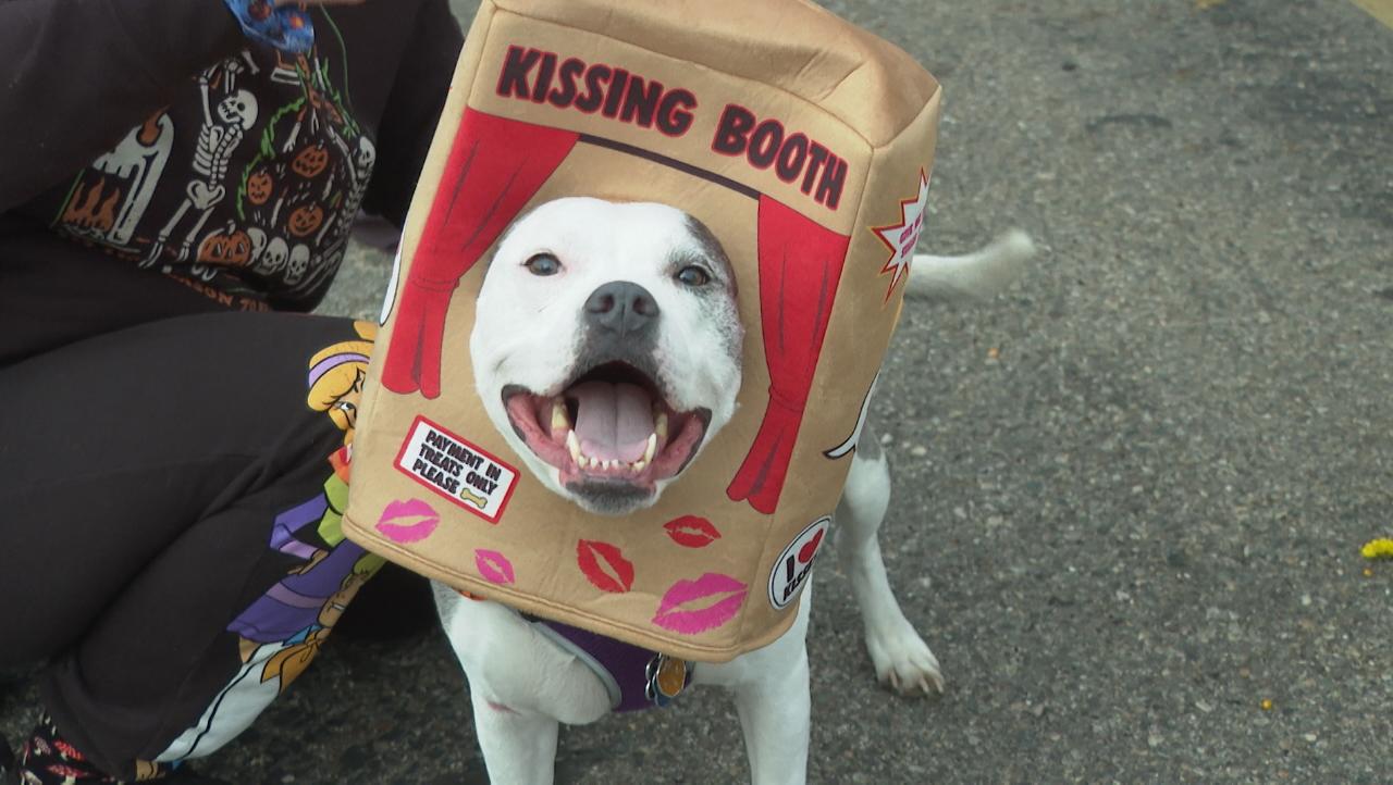 Dozens of costumed canines go trick-or-treating during annual 'Howloween' event in Michigan