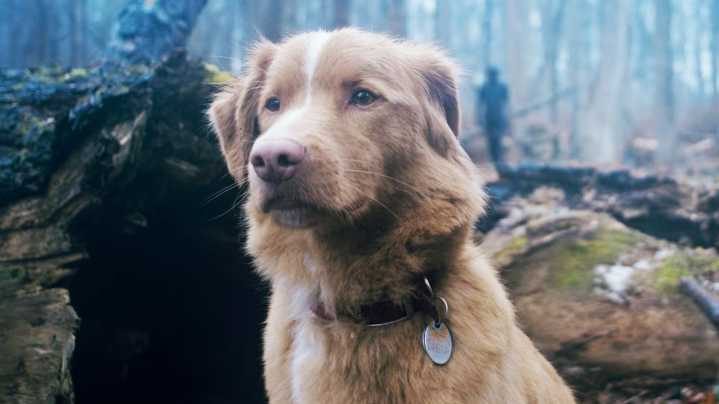 Does The Dog Die In Good Boy? Your Most Important Question Answered