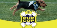 Nashville Soccer Club’s Pup Cup happening this week🐾