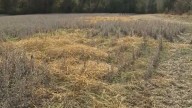 More areas in Alabama see extreme drought conditions