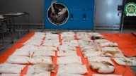 ¡Se les cayó la droga en Europa! Mientras hablaban de paz con el Gobierno, “los Shottas” movían cocaína para exportar