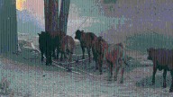 BCSO take on overnight cow round up