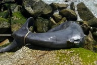 Ballenato varado es devuelto al mar en Los Cabos