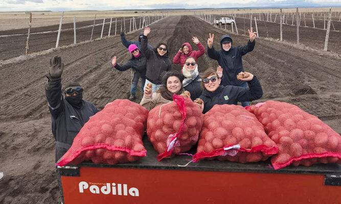 Inia Kampenaike: plantan cinco hectáreas de semillas de  papa certificadas en el semillero más austral del mundo