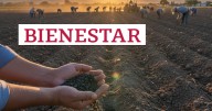 La Secretaría de Agricultura publicó en el Diario Oficial de la Federación el estatuto de la Productora de Semillas para el Bienestar (Prosebien), un nuevo organismo que busca impulsar la producción n