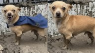 Perrito se NIEGA a abandonar su casa pese a desastre