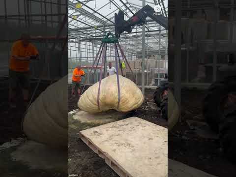 Twins break record for heaviest, longest pumpkin