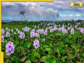 This deadly ‘Terror of Bengal’ flower has hidden healing powers you need to know