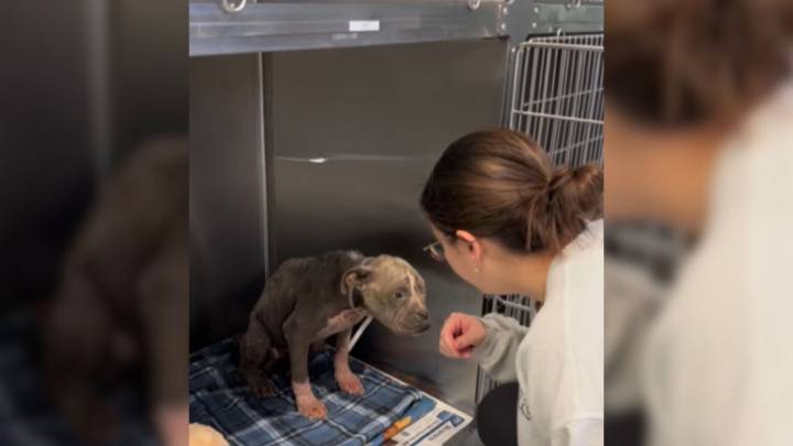 California Dog Near Euthanasia Transforms Into Beloved Pet With A Flair For Fashion