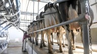 El valor de las exportaciones lácteas creció 13% y mejoró la producción y el consumo interno