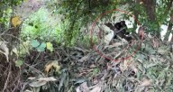 Hallan cuerpo en descomposición en el río Manzanares de Santa Marta