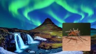 Why Iceland Is Witnessing Mosquitoes For The First Time In History