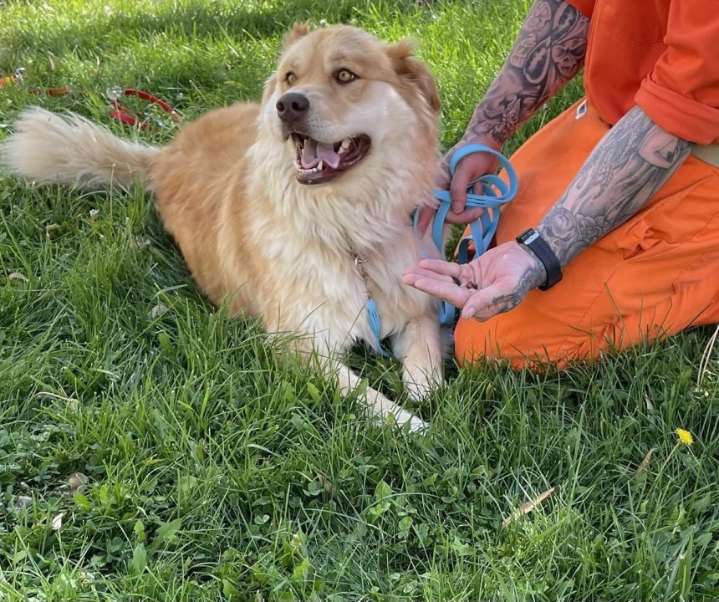 Penitentiary of New Mexico inmates fostering dogs through training program