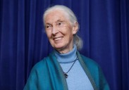 Renowned primatologist Dr. Jane Goodall dead at 91
